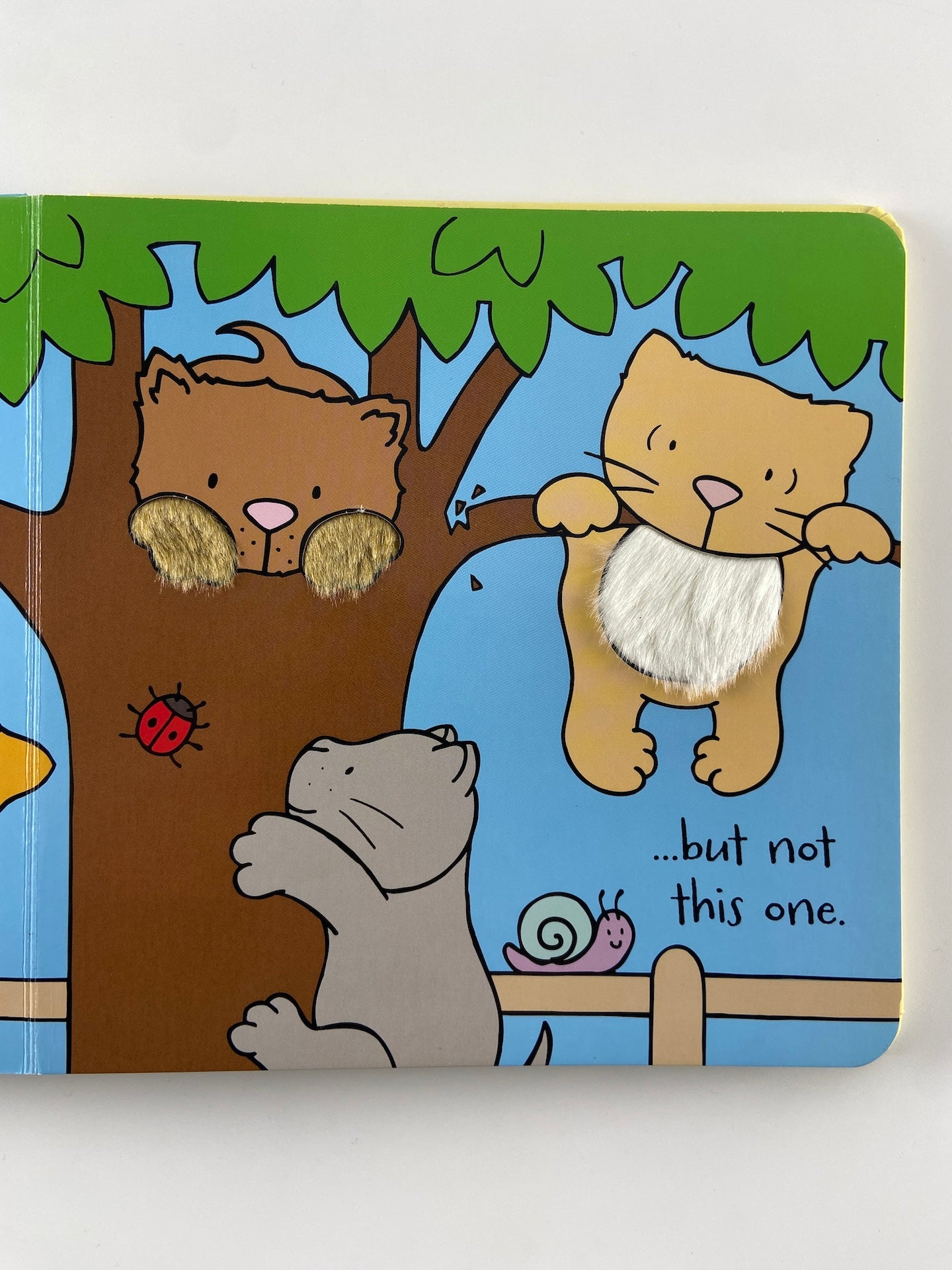 Kittens | Gatinhos