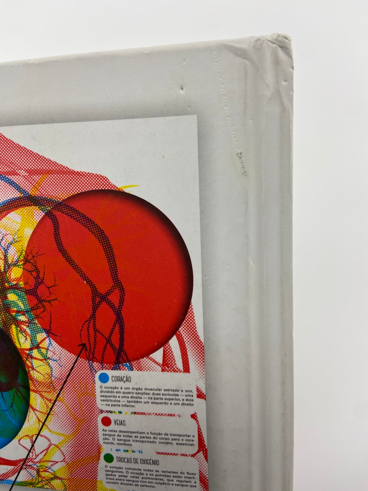Corpo humano | Lente mágica