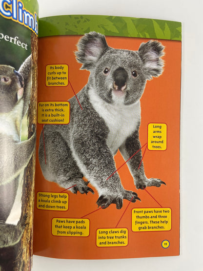 National Geographic Kids | Koalas